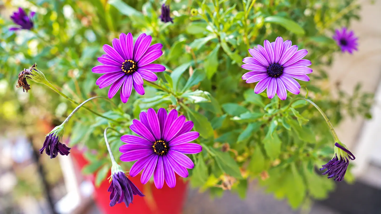 Purple daisies flowering in a red pot in the garden at Prime Adult Family Home